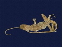 藏品(斯文豪氏攀蜥)的圖片